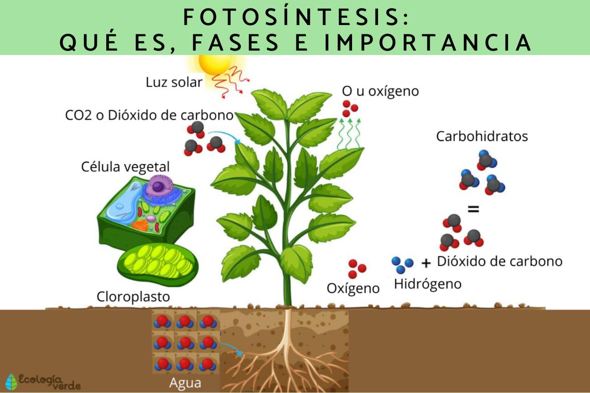 Fotosíntesis: qué es, fases e importancia