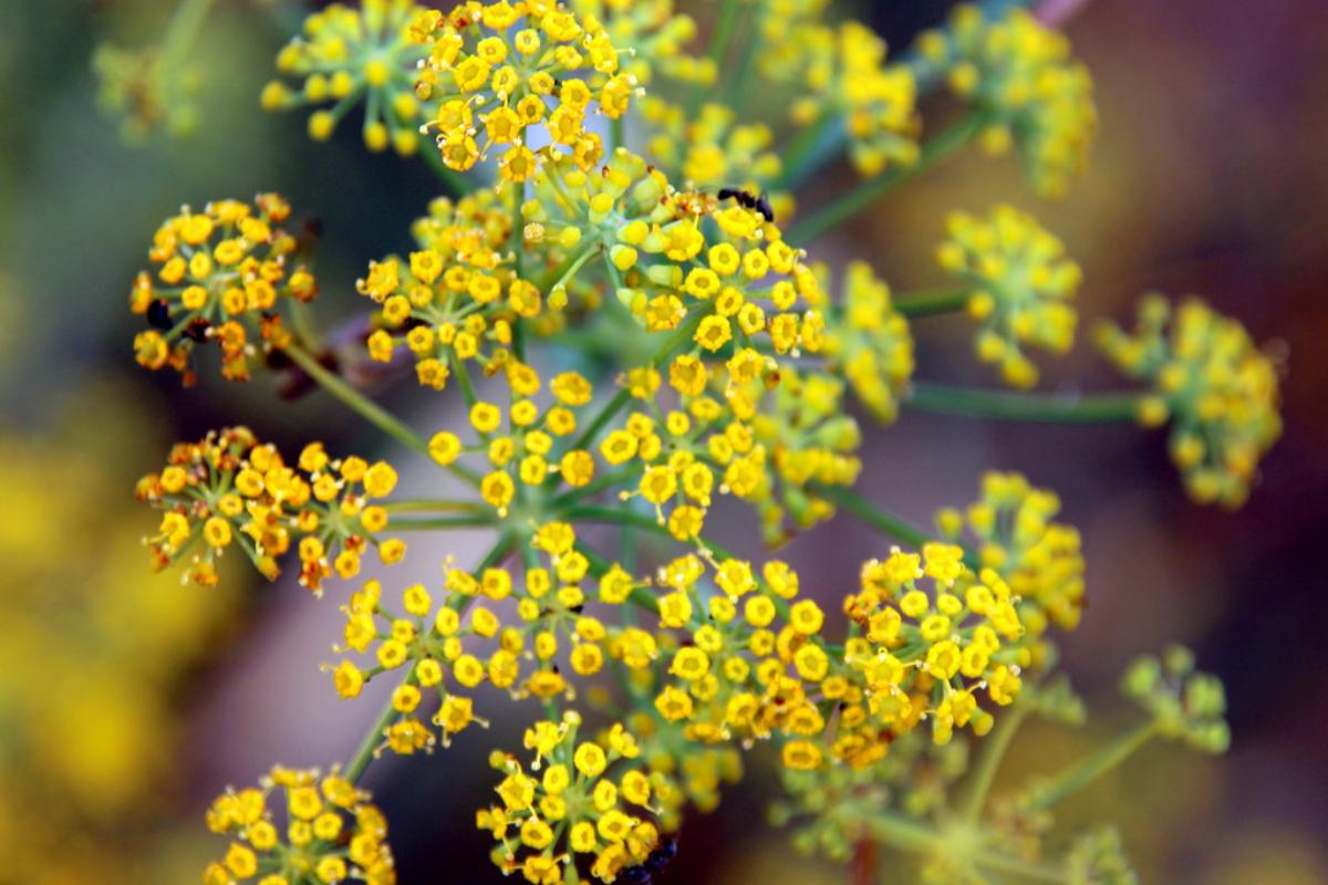 Hinojo: propiedades, beneficios y contraindicaciones