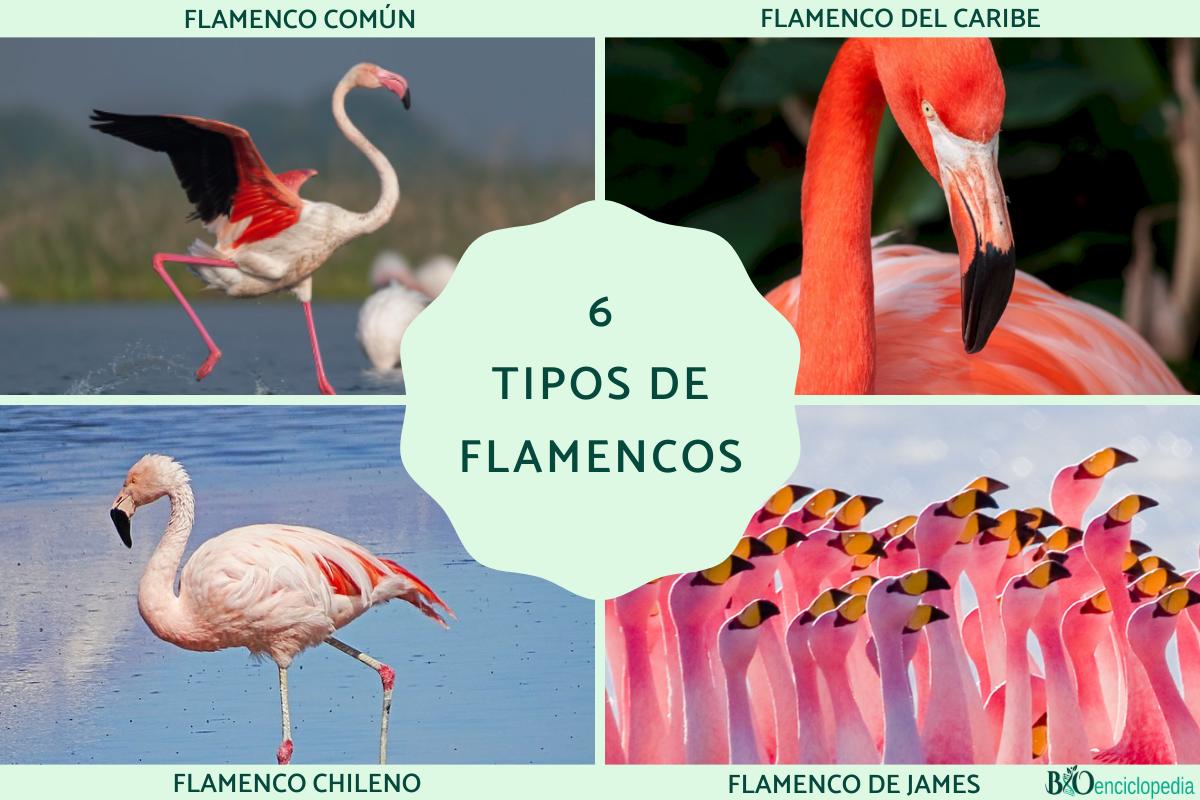 Tipos de flamencos