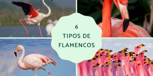 Tipos de flamencos