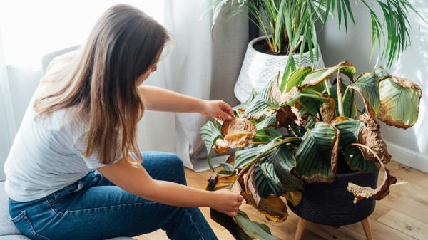 Álvaro Pedrera, experto en jardinería: “Si las hojas de tus plantas tienen las puntas marrones y secas, no es un problema de riego, sino de humedad ambiental” - Cómo saber si el problema está en la humedad ambiental