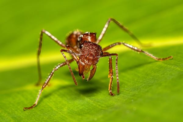 Tipos de hormigas - Hormiga bala (Paraponera clavata)