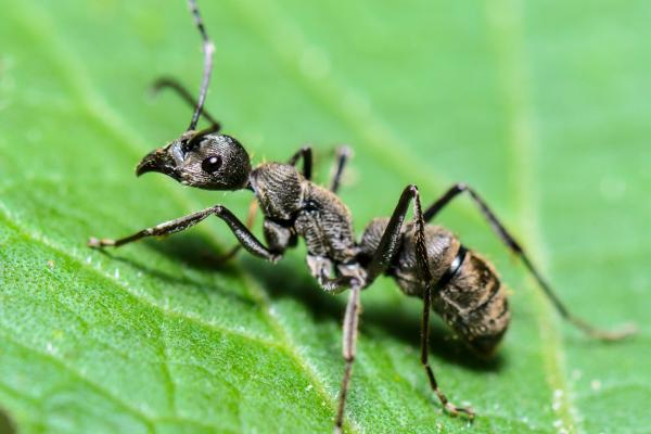 Tipos de hormigas - Hormiga carpintera negra (Camponotus pennsylvanicus)