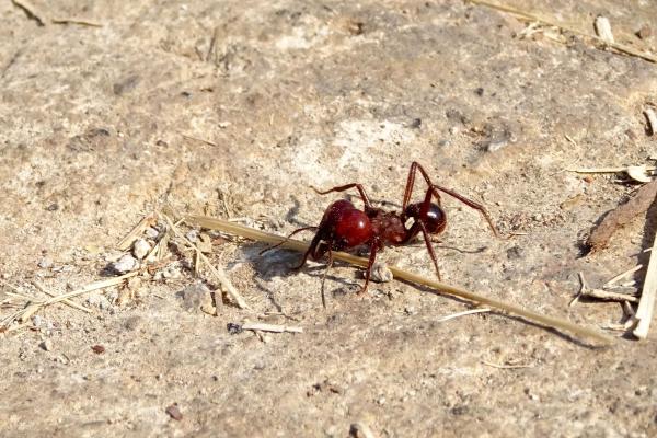 Tipos de hormigas - Hormiga chicatana (Atta mexicana)