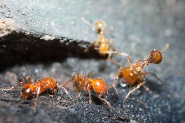 Tipos de hormigas - Hormiga roja de fuego (Solenopsis invicta)