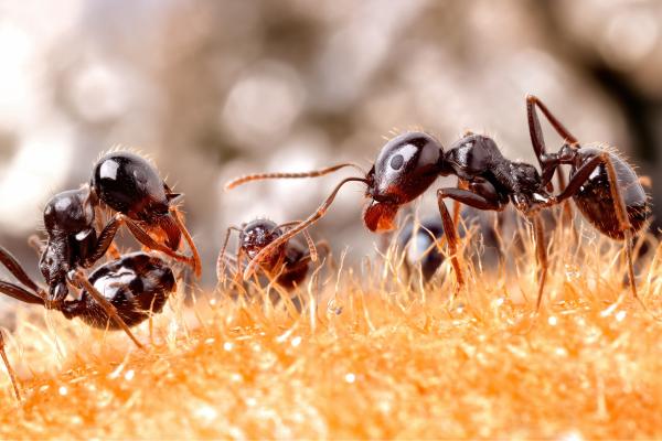 Tipos de hormigas - Hormigas cosechadoras (Messor barbarus)