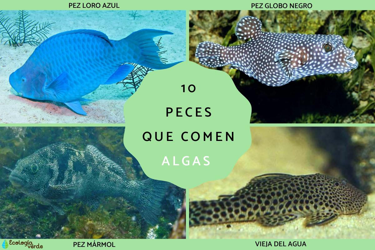Qué peces comen algas