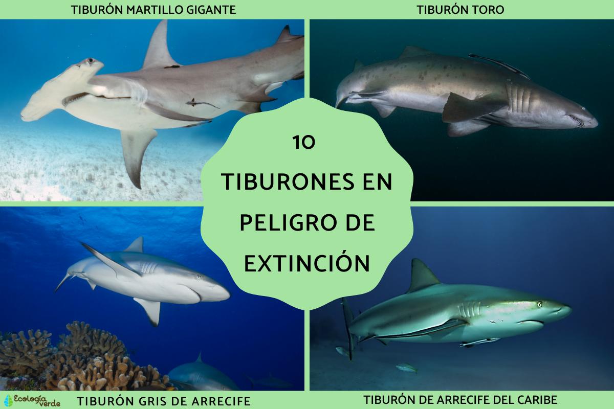 Tiburones en peligro de extinción