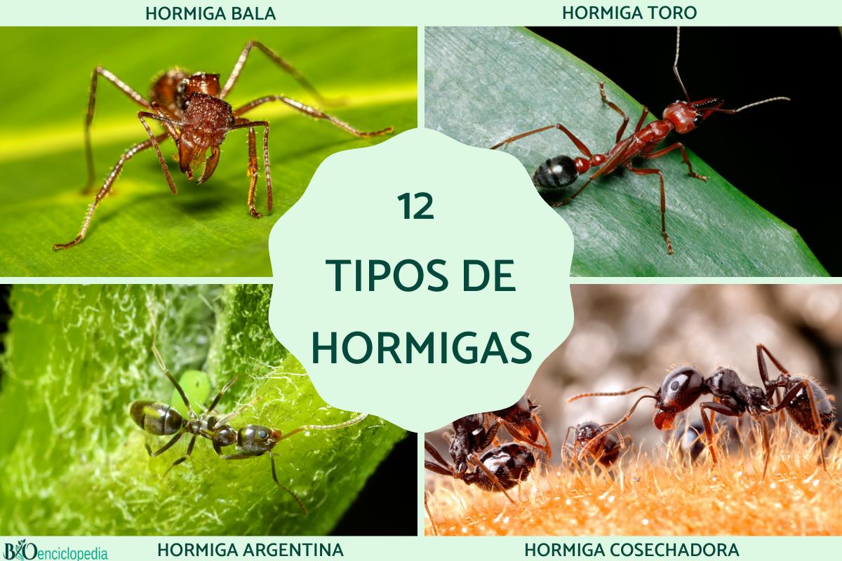 Tipos de hormigas