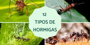 Tipos de hormigas