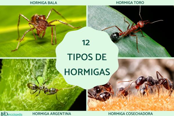 Tipos de hormigas