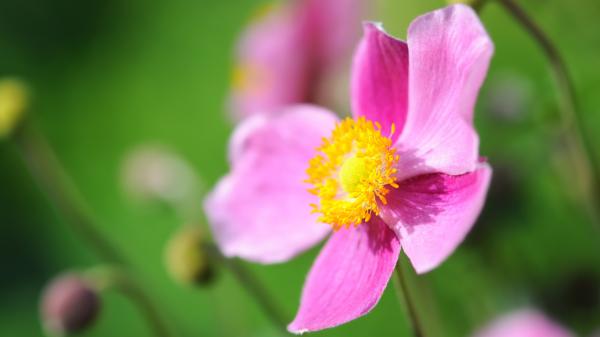 Las 5 flores rosas para plantar en octubre y tener un jardín de otoño lleno de color - Anémona japonesa: elegancia y delicadeza durante el otoño