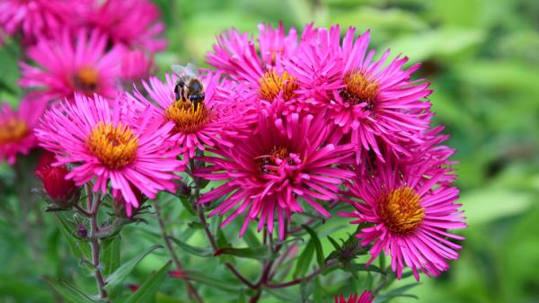 Las 5 flores rosas para plantar en octubre y tener un jardín de otoño lleno de color - Áster rosa: flores vibrantes que iluminan los días frescos
