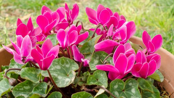 Las 5 flores rosas para plantar en octubre y tener un jardín de otoño lleno de color - Ciclamen de otoño: pequeñas flores rosas para espacios sombreados