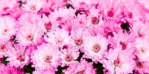 Las 5 flores rosas para plantar en octubre y tener un jardín de otoño lleno de color