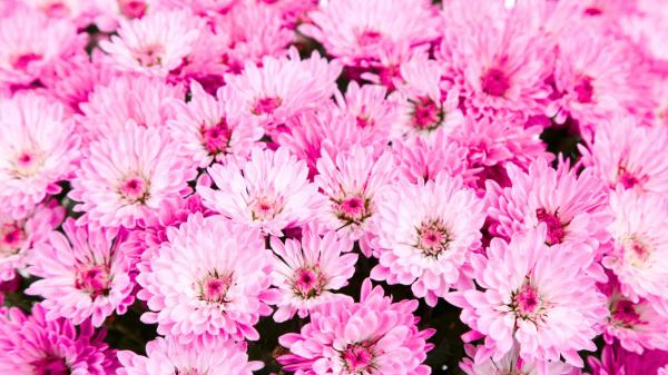 Las 5 flores rosas para plantar en octubre y tener un jardín de otoño lleno de color