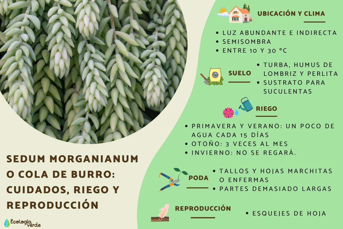 Sedum morganianum o cola de burro: cuidados, riego y reproducción