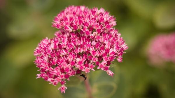 Las 5 flores rosas para plantar en octubre y tener un jardín de otoño lleno de color - Sedum rosa: resistencia y color para los jardines de octubre