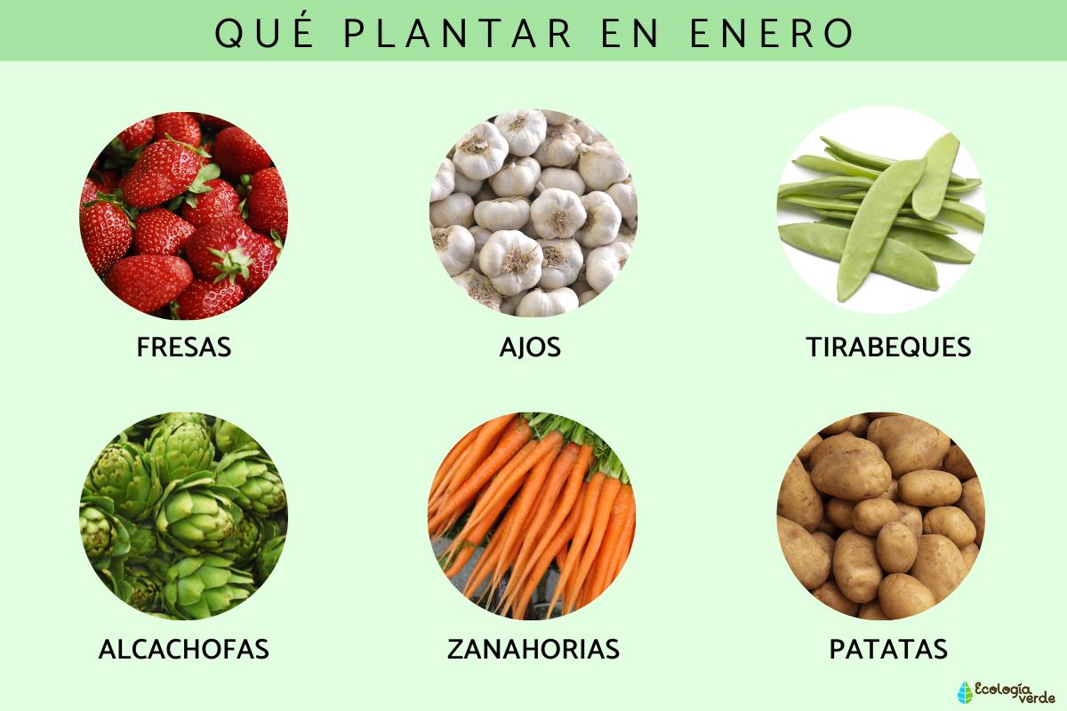 Qué plantar en enero