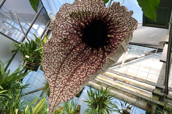 Cuál es la flor más grande del mundo - Aristolochia grandiflora o flor del pelícano