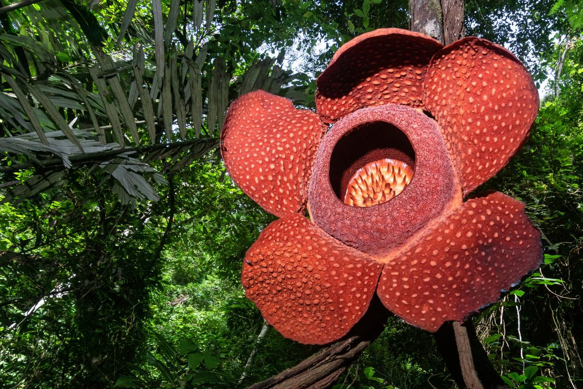 Cuál es la flor más grande del mundo