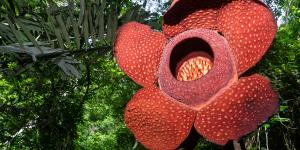 Cuál es la flor más grande del mundo