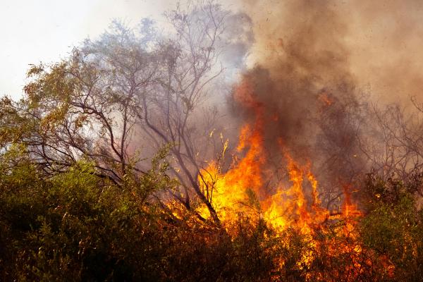 Qué es la canícula, cuánto dura, cuándo empieza y cómo protegerse - Efectos de la canícula en el medio ambiente y la salud