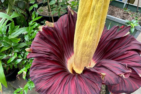 Cuál es la flor más grande del mundo - Flor cadáver o Aro gigante, la segunda flor más grande del mundo