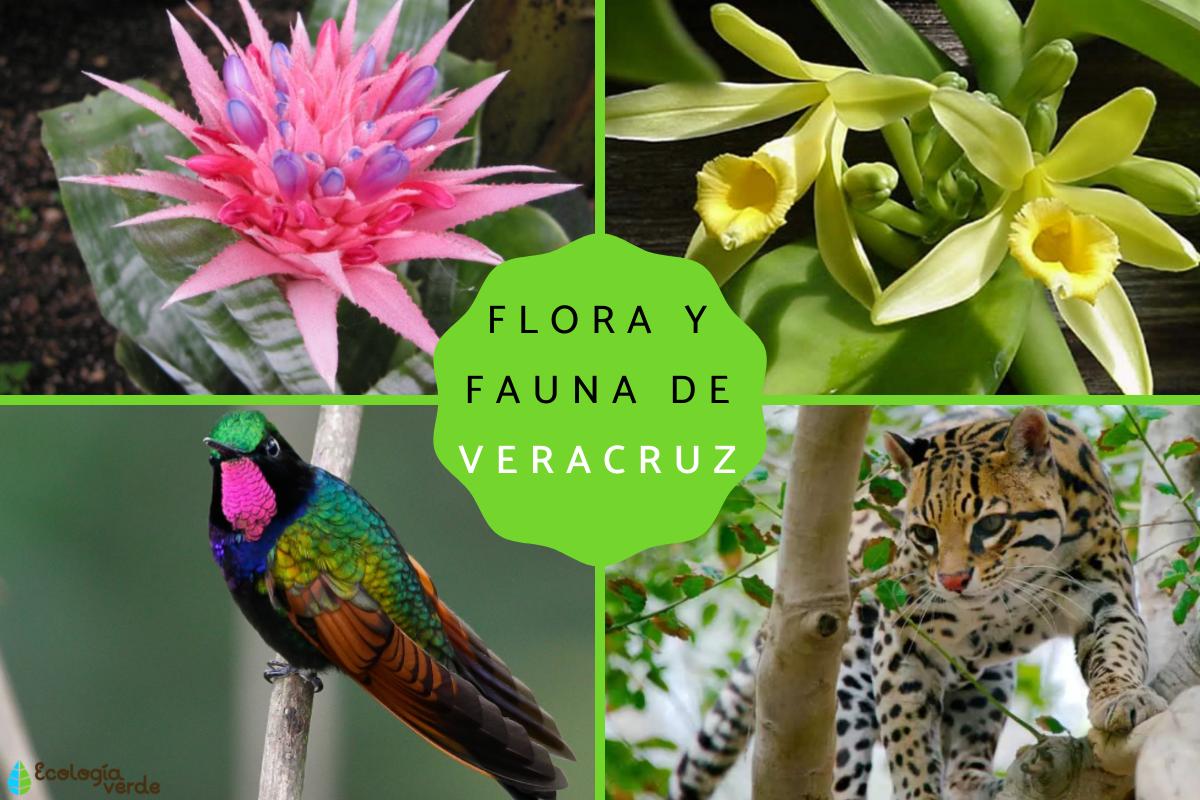 Flora y fauna de Veracruz