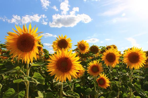 Cuál es la flor más grande del mundo - Helianthus annuus o girasol mamut
