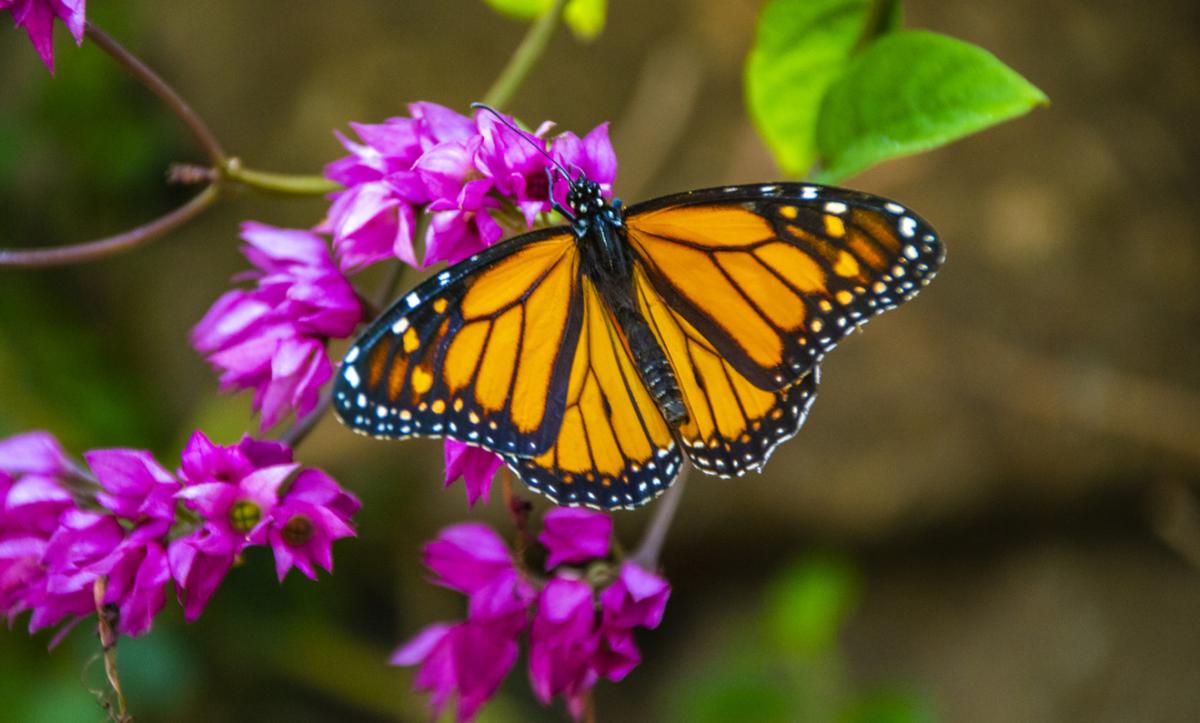 Por qué está en peligro de extinción la mariposa monarca