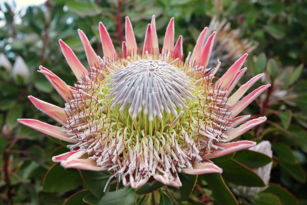 Cuál es la flor más grande del mundo - Protea cynaroides o protea rey