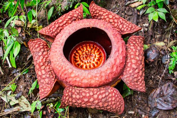 Cuál es la flor más grande del mundo - Rafflesia, la flor más grande del mundo