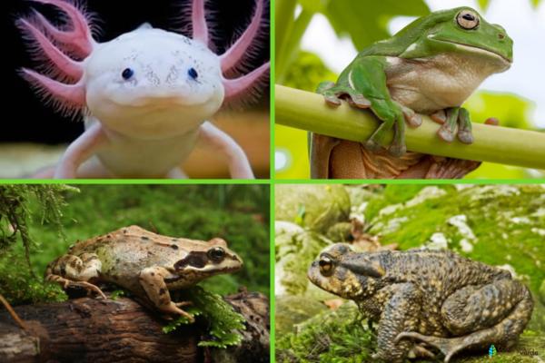 Animales en peligro de extinción por el cambio climático -