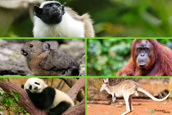 Animales en peligro de extinción por el cambio climático -