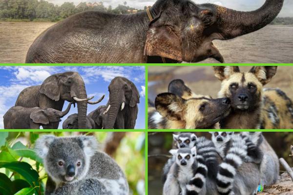 Animales en peligro de extinción por el cambio climático -