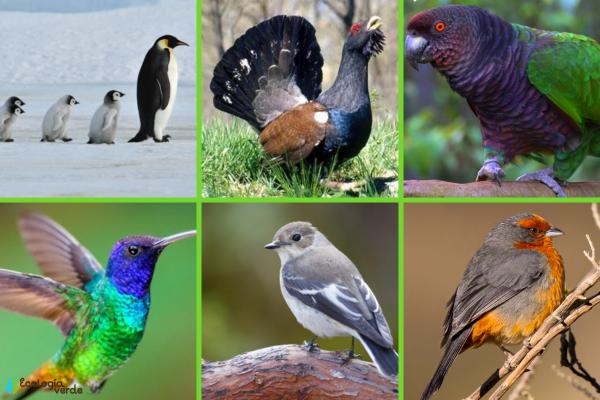 Animales en peligro de extinción por el cambio climático -