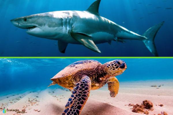 Animales en peligro de extinción por el cambio climático -