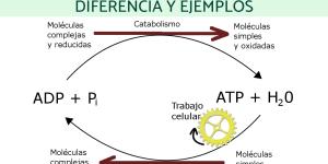 Anabolismo y catabolismo: diferencia y ejemplos