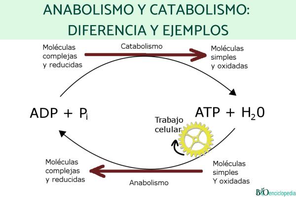 Anabolismo y catabolismo: diferencia y ejemplos