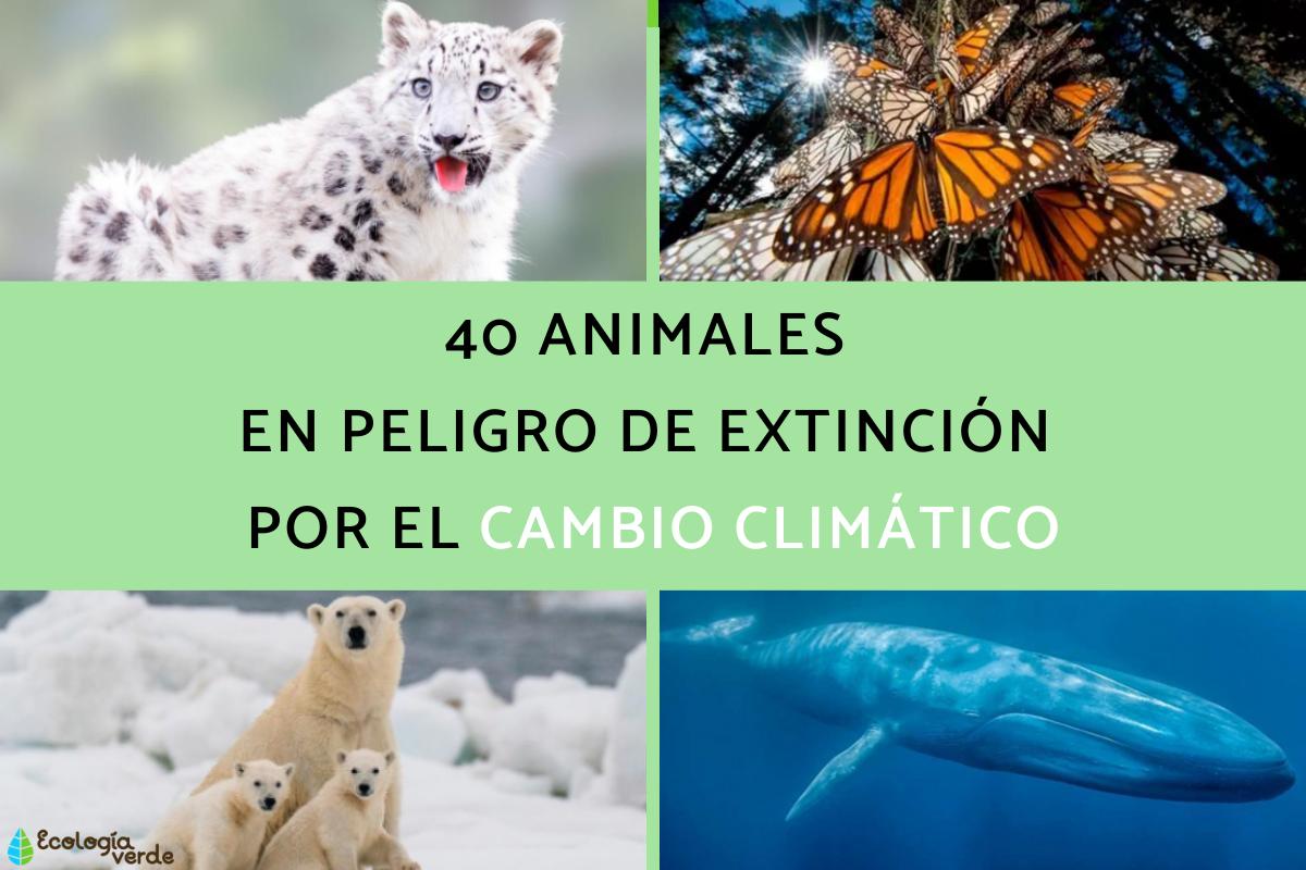 Animales en peligro de extinción por el cambio climático