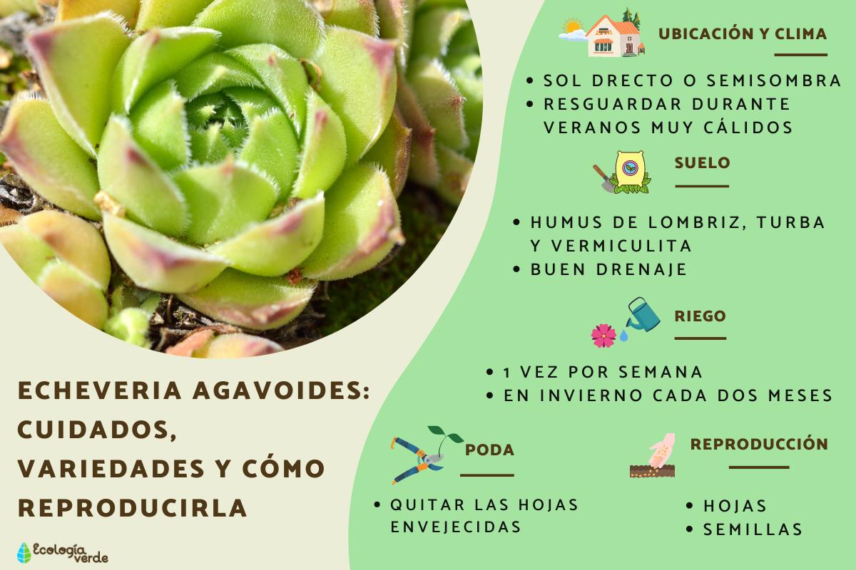 Echeveria agavoides: cuidados, variedades y cómo reproducirla