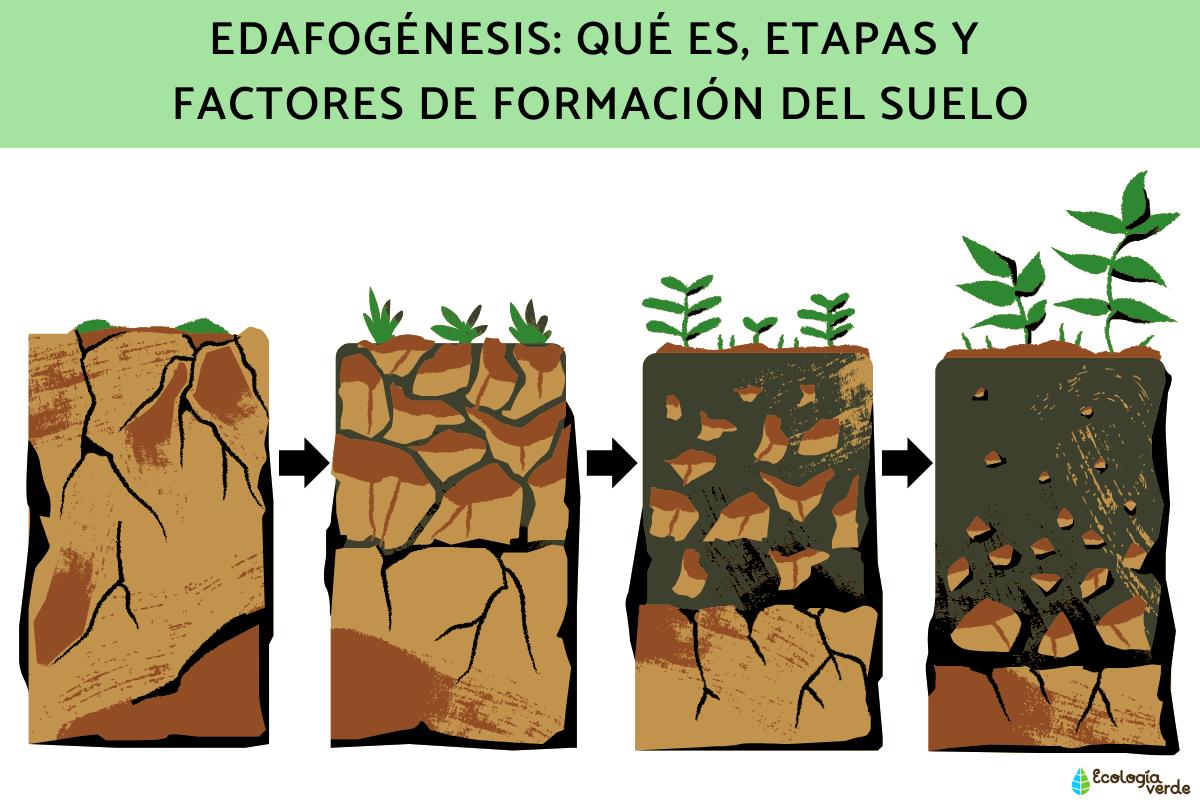 Edafogénesis: qué es, etapas y factores de formación del suelo