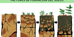 Edafogénesis: qué es, etapas y factores de formación del suelo