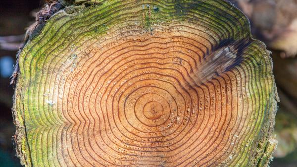Karina Cruz, bióloga especializada en microbiología, sobre cómo los árboles pueden revelar grandes secretos: "Cada anillo es un archivo del pasado que el tiempo no puede borrar" - Esto es lo que los árboles pueden contarnos del pasado