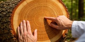 Karina Cruz, bióloga especializada en microbiología, sobre cómo los árboles pueden revelar grandes secretos: "Cada anillo es un archivo del pasado que el tiempo no puede borrar"