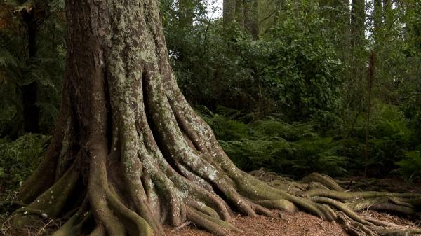 Karina Cruz, bióloga especializada en microbiología, sobre cómo los árboles pueden revelar grandes secretos: "Cada anillo es un archivo del pasado que el tiempo no puede borrar" - ¿Por qué cada árbol es un archivo único del tiempo?