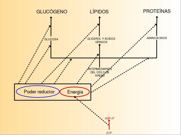 Anabolismo y catabolismo: diferencia y ejemplos - Qué es anabolismo y ejemplos 