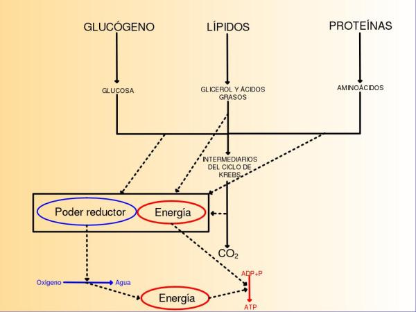 Anabolismo y catabolismo: diferencia y ejemplos - Qué es el catabolismo y ejemplos 
