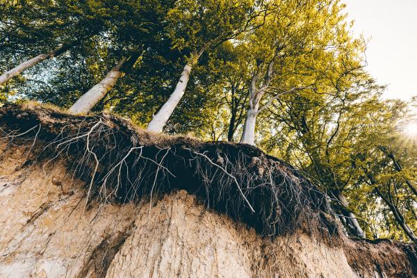 Edafogénesis: qué es, etapas y factores de formación del suelo - ¿Qué es la edafogénesis?